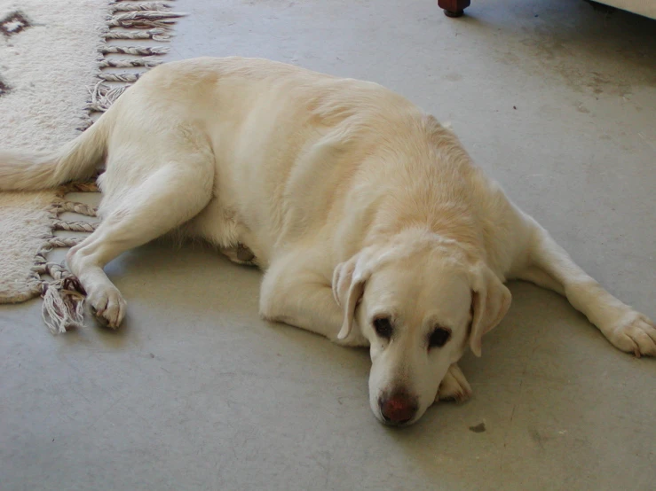 the dog is lying down on the floor