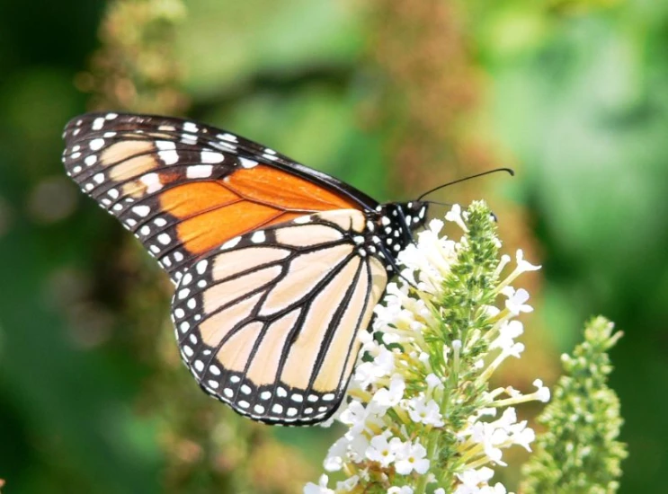 a erfly rests on a flower in the sun