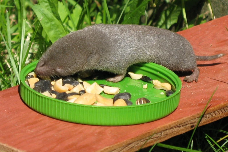 an rodent eating from a green dish of food