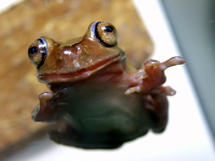 a frog with two large blue eyes sits