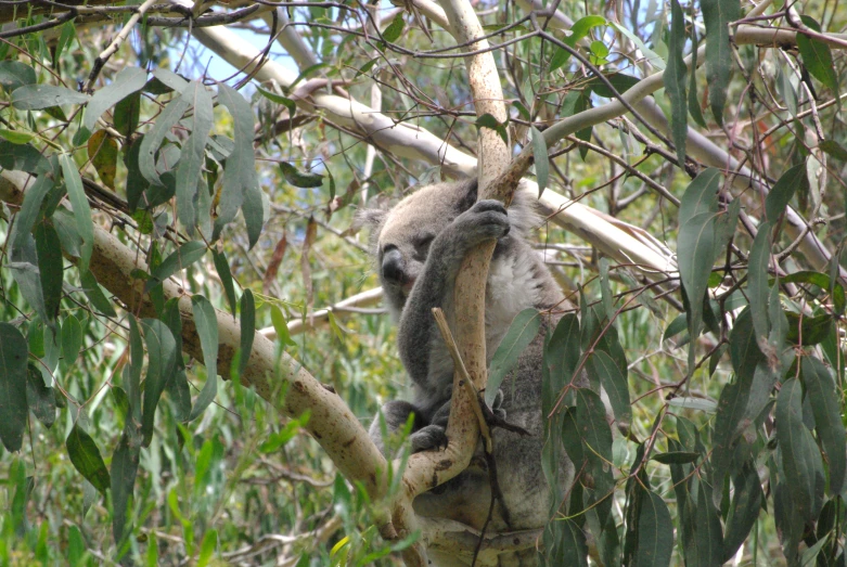 a koala climbing on a tree nch in the jungle