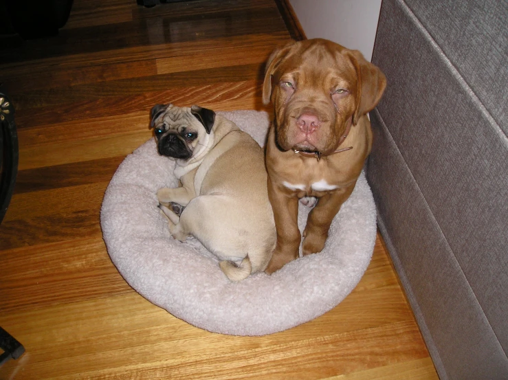 two dogs sit on a round bed and look alert