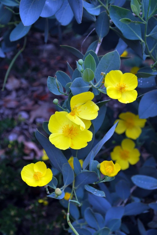 this is some yellow flowers on the plants