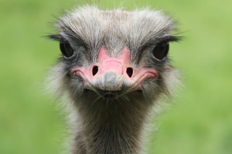 an ostrich looking at the camera in the grass