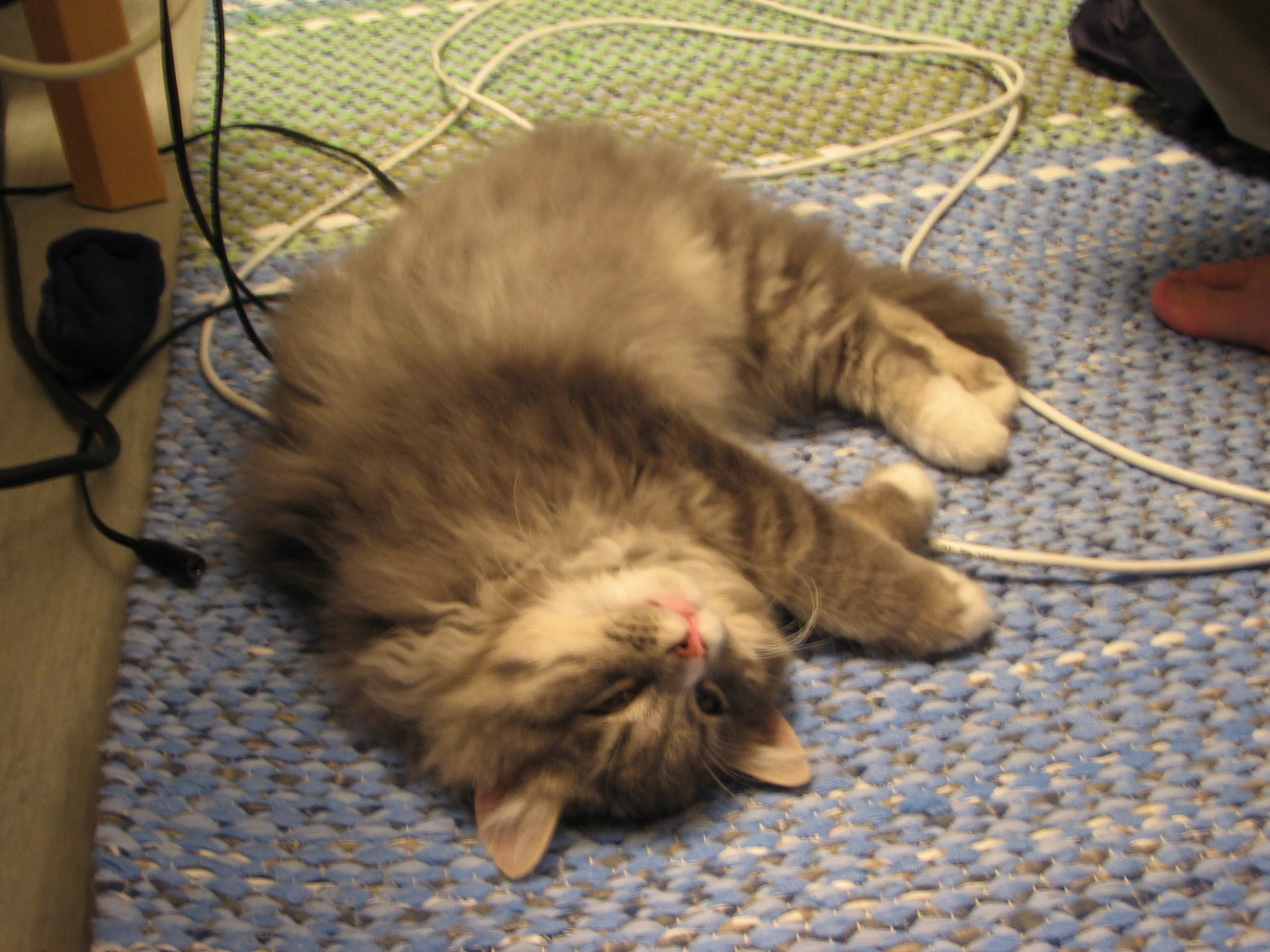 a cat laying down on the floor next to wires