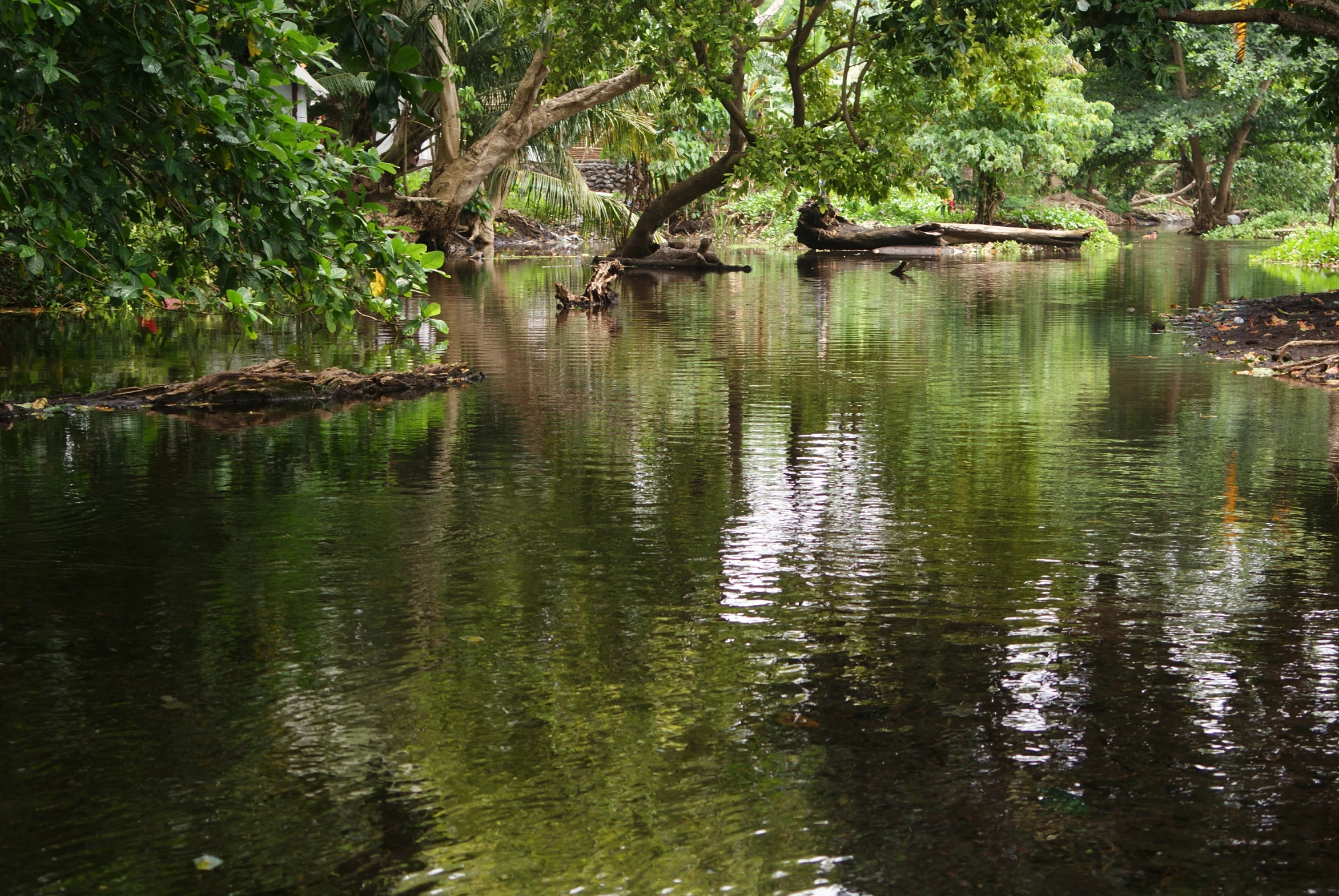 the creek at the edge of the forest