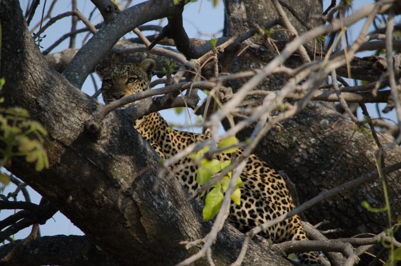 a leopard resting in a tree with head on the nch