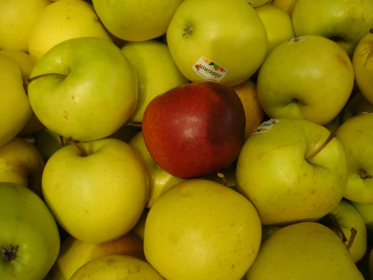 a close up of apples in a pile