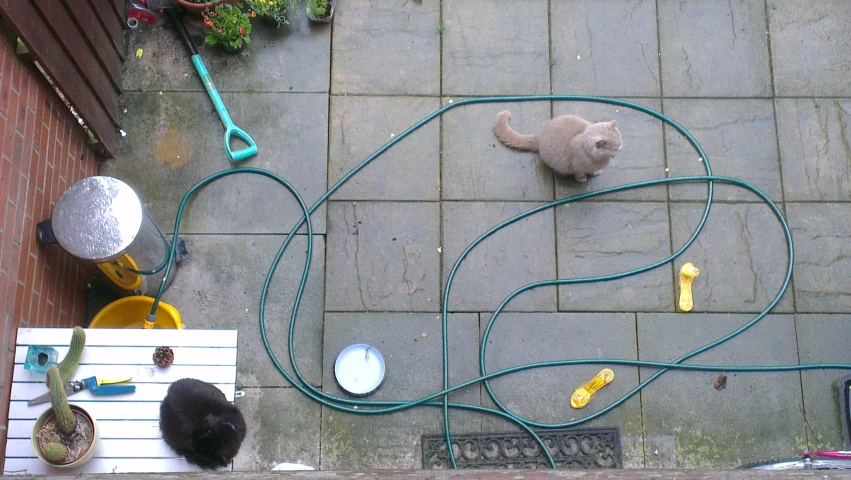 cats sit on the ground looking up at a hose