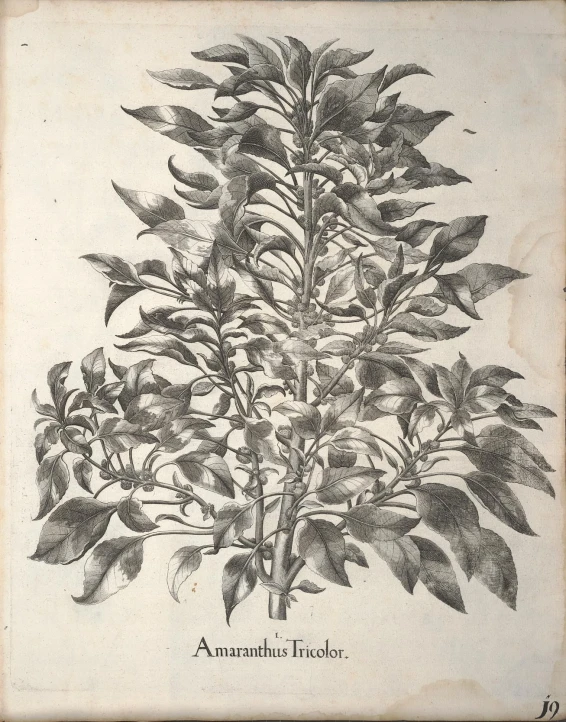 an antique plant in a wood frame