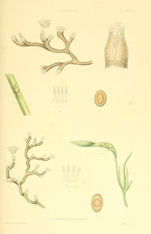 a page of botanical illustration showing different plants