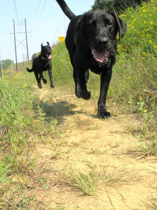 two black dogs running on a path with a sky background