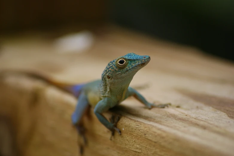 this small, blue and brown lizard is resting on a piece of wood