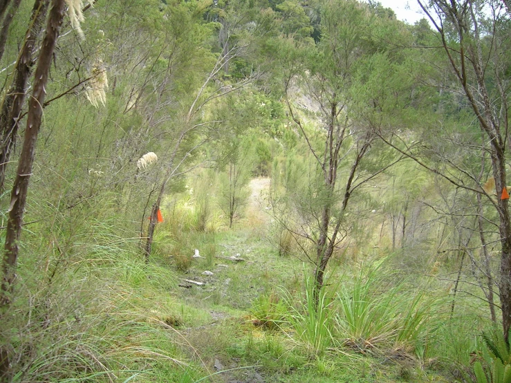 there is a lot of trees that can be seen through the bushes