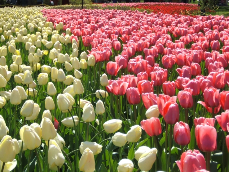 the tulips are pink, white and yellow