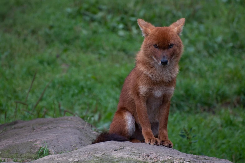 a red furry animal sitting on top of a rock