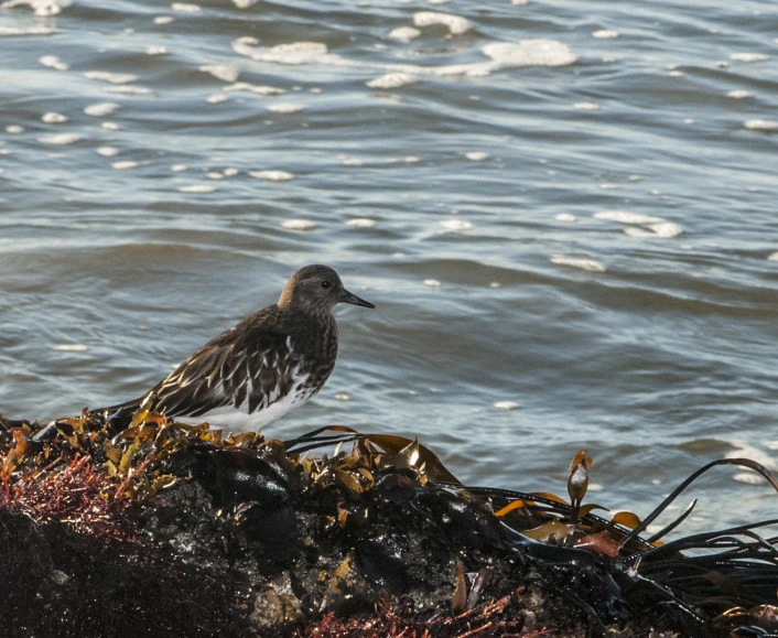 a black and white bird is sitting on the rocks near water