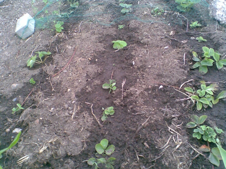 a field filled with lots of dirt and plants