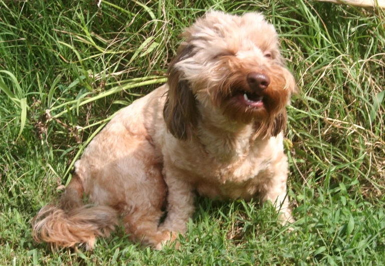 a brown dog sitting on top of grass