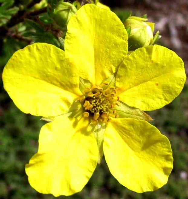 closeup of a yellow flower on a plant