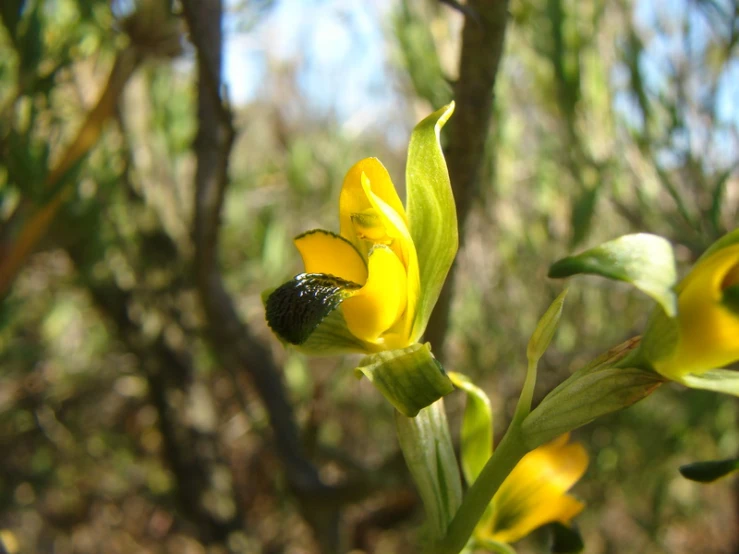 a green and yellow flower is blooming out