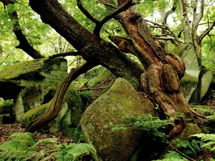 an old tree stands in the middle of some rock formation