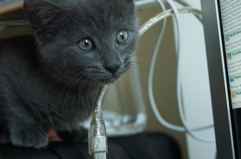 the kitten has blue eyes and is sitting next to the monitor