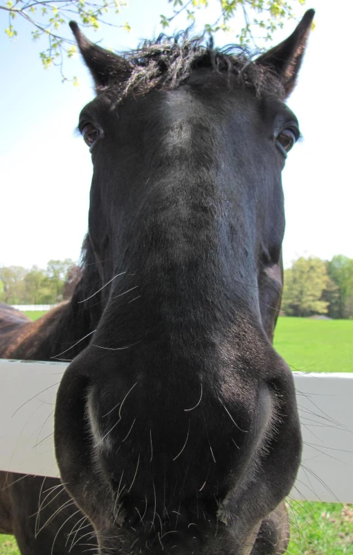 the horse is standing in front of a fence