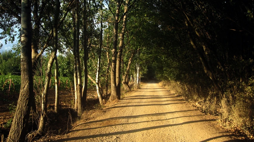 the dirt path in the woods has some trees lining it