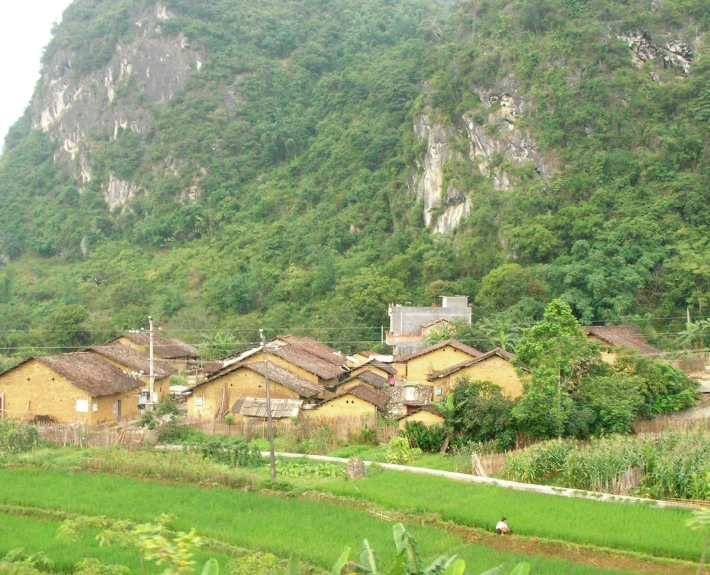 a green rice field with houses nestled next to it