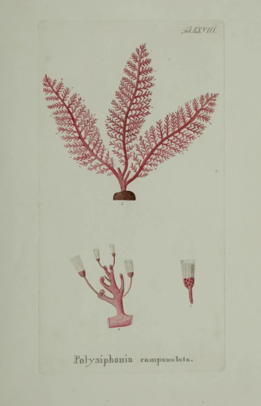 an image of corals and some plants on paper