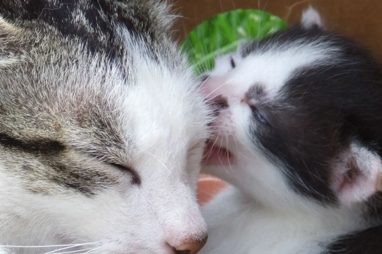 two cats kissing each other in front of a window