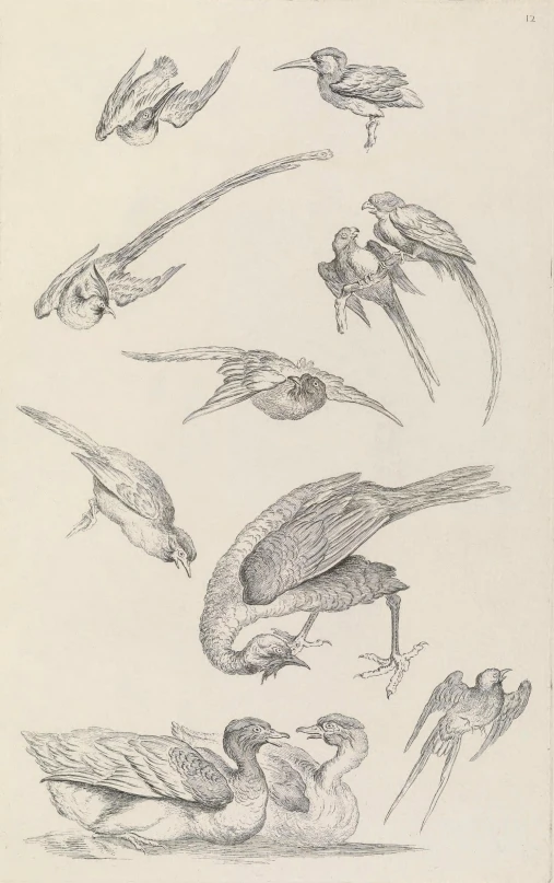a drawing of various birds, all drawn with pencil