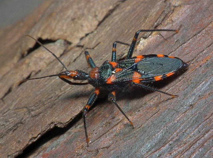two bugs sitting together on wood