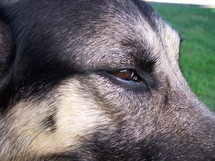 a close up of the nose and eye of a black dog