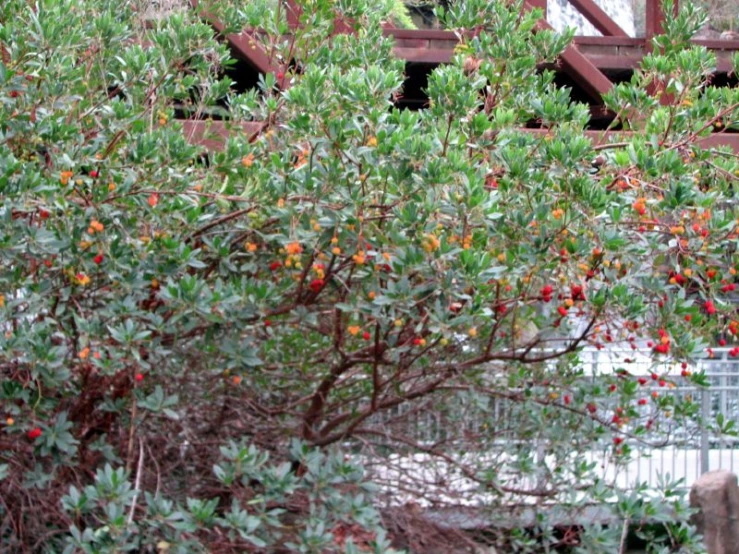 some kind of bush that has red berries on it