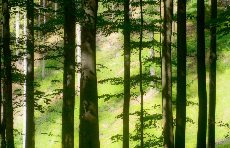 there is some pine trees standing in the forest