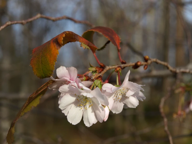 a few blossoms that are on a nch