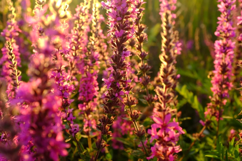 the view from behind some pretty pink flowers