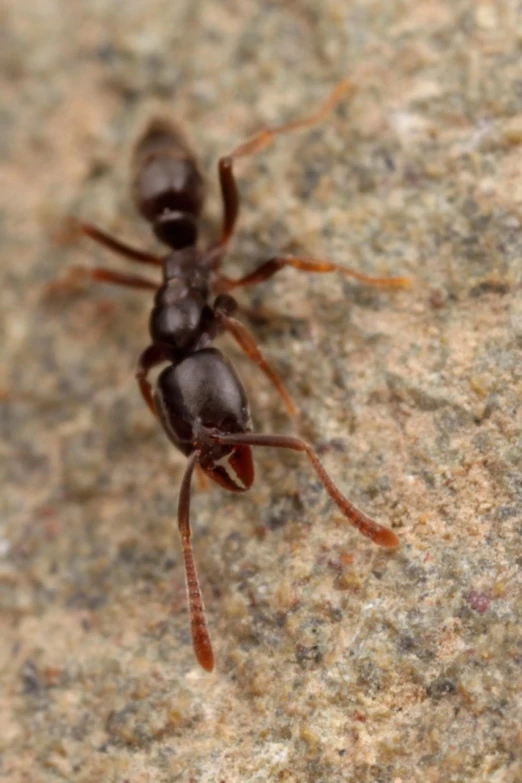 two ant ants that are walking down the sidewalk
