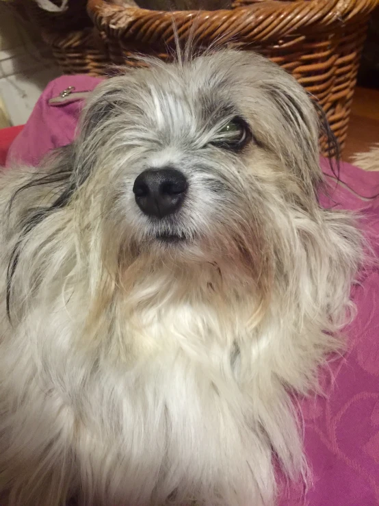 a furry dog has long hair on its face