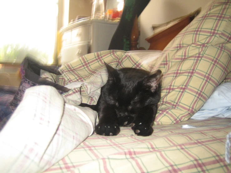 black cat sitting on couch covered by plaid pillows