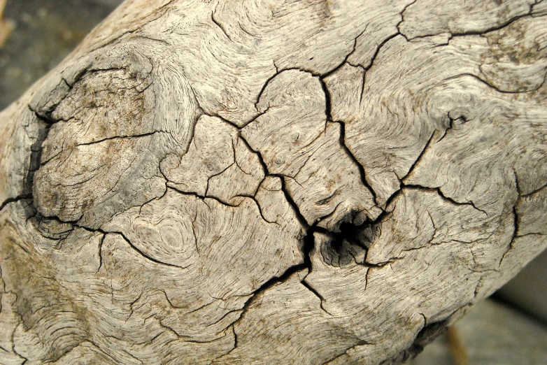 a closeup image of an old wooden tree