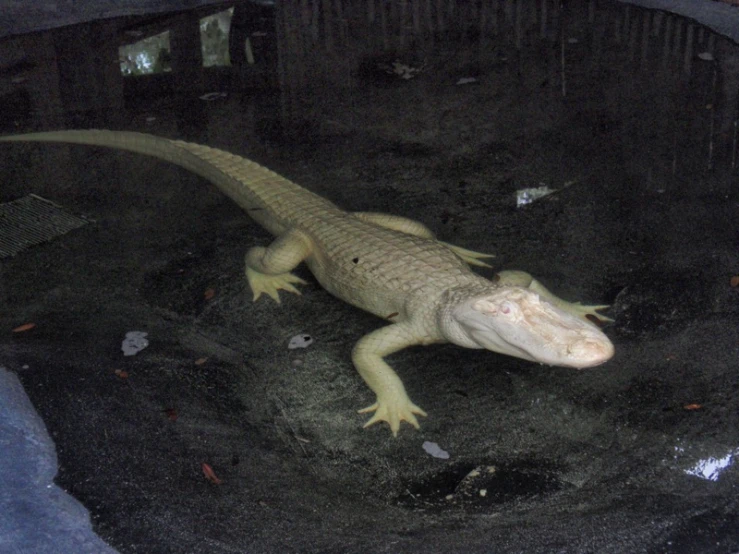 a lizard with a dirty mouth in an enclosure