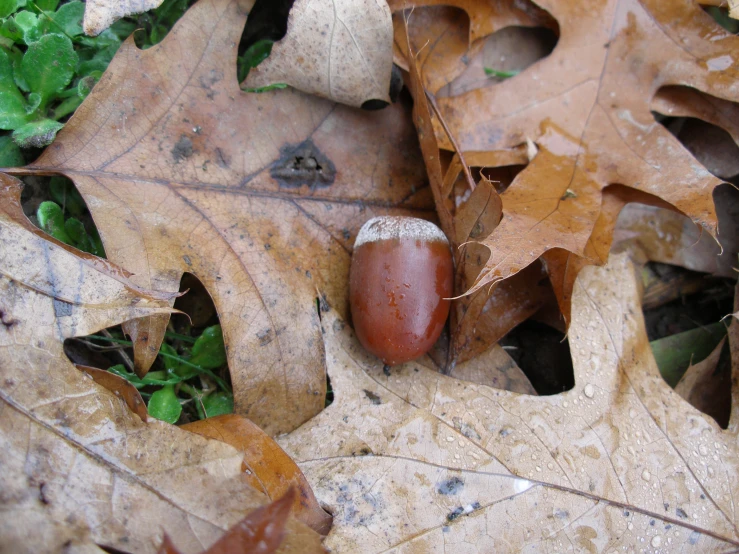 there is a single acorna sitting on the ground surrounded by leaves