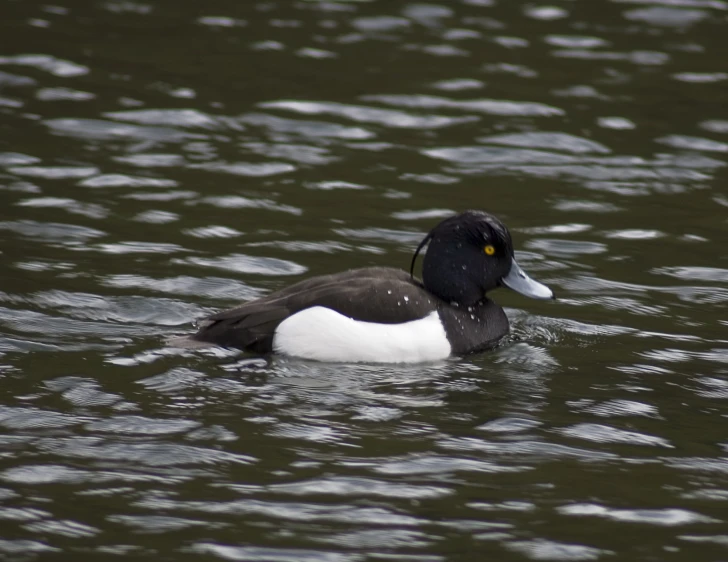 a bird swims in the water with its head above the water