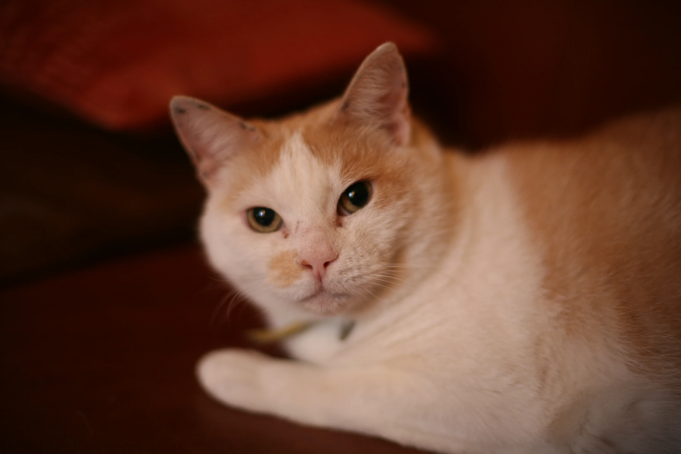 the kitten is lying on the table looking at the camera