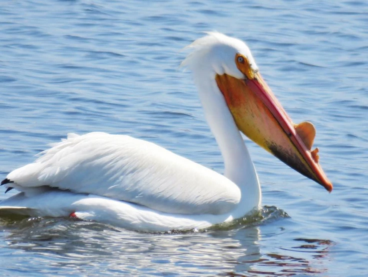 a large white bird floating in the middle of a body of water