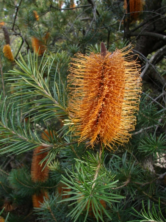 an orange flower sitting on top of a pine tree