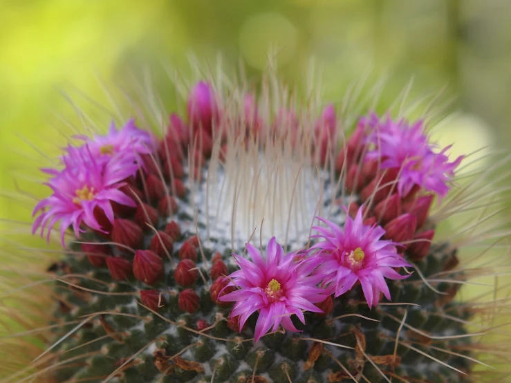 this is some type of cactus with flowers inside of it